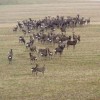 HUNTING SEASON 2017 SIKA DEER HUNTING IN THE CZECH REPUBLIC