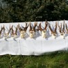 Jagd Paket in Ost Ungarn