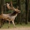 Damwild jagd