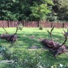 Rothirschjagd in der Brunftzeit in Westungarn