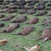 DRÜCKJAGD 2018-2019 IN DER TSCHECHISCHEN REPUBLIK UND IN DER SLOWAKEI.