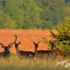 Rothirschjagd in der Brunftzeit in Westungarn