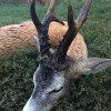 ST HUBERTUS HUNTING TOURS ANZEIGE Nr. 9 2018 – DEUTCH REHBOCKJAGD MIT ST. HUBERTUS HUNTING TOURS APRIL-AUGUST 2018 VORBUCHUNG 2019