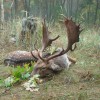 DAMHIRSCHJAGD IN SÜD-WEST-UNGARN