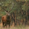 Jagd in Somogy