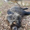 Günstige Wildschadenabwehrjagd auf Schwarzwild in Ungarn 2018!
