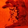Korthals Griffon Welpen abzugeben