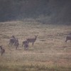 Rot- und Dam-Kahlwildjagd in Ungarn im Raum Budapest