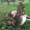 Damhirschjagd in Ungarn im Raum Budapest,