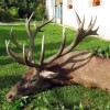 Rothirschjagd in Ungarn im Raum Budapest-Nord