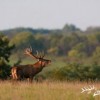 Rothirschjagd in der Brunftzeit in Westungarn