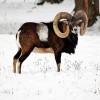 MUFFLON, DAMMHIRSCH UND WILDSCHWEIN JAGD. ANGEBOT 2021/2022