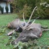 Abschußhirsch und Kahlwildjagd in Westungarn