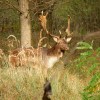 Damhirsch- und Kahlwildjagd in Ungarn im Raum Budapest-Süd, 2018 November-Dezember