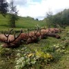 Die vielversprechendste Rothirschjagd in der Tschechischen Republik und Umkreis