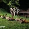 Kombiangebot-Paket für Damhirsch und Niederwild für 3-5 Jäger in Westungarn
