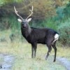 Sikahirschjagd in Tschechien