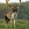 Dammhirschjagd in Tschechien