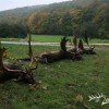 Damschaufler Jagd mit Rabatt in Westungarn