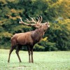 Schwarzwild und Rotwild Jagd in Ungarn