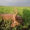 Rehbockjagd in Ungarn im Raum Budapest