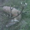 Rothirschjagd in Ungarn im Raum Budapest Nord
