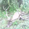 Rothirschjagd in Ungarn im Raum Budapest Nord