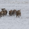 DrückJagd 11 2019. Spezial Angebot
