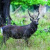 Pauschalangebot auf Sika-, Muffel- oder Schwarzwild