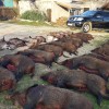 Die Drückjagd in Kroatien auf der Insel Cres kann ich nur empfehlen!