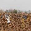 Eine Tolle Taubenjagd in Ungarn 2019