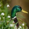 Wildenten von Wildbret / Wildfleisch