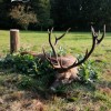 Rothirschjagd mit Rabatt in Westungarn