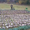 Fasanenjagd in Tschechien 11.-12. Januar 2020