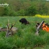 Rehbockjagd in Westungarn