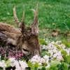 Rehbockjagd in Ungarn im Raum Budapest