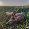 Rehbockjagd in Westungarn in der Nähe vom Plattensee