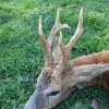 Rehbockjagd in Ungarn im Raum Budapest