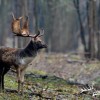 Damschauflerjagd in Westungarn