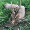 Rehbockjagd in Ostungarn