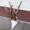 Rehbockjagd in Ungarn im Raum Budapest