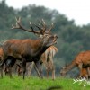 Rothirschjagd in Westungarn