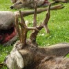 Rehbockjagd in Ungarn im Raum Budapest