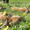 Rehbockjagd in Ungarn in der Nähe vom Budapest