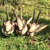 Jagen in Österreichischer Gebirgslandschaft !
