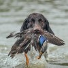 Entenjagd in Tschechien