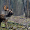 Damschauflerjagd in Ungarn