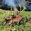 Rothirschjagd mit Rabbatt in der Brunftzeit in Westungarn!