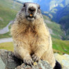 Murmeltierjagd am Fuße des Großvenedigers in Osttirol