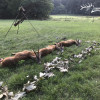 Rehbockpauschale in Westungarn